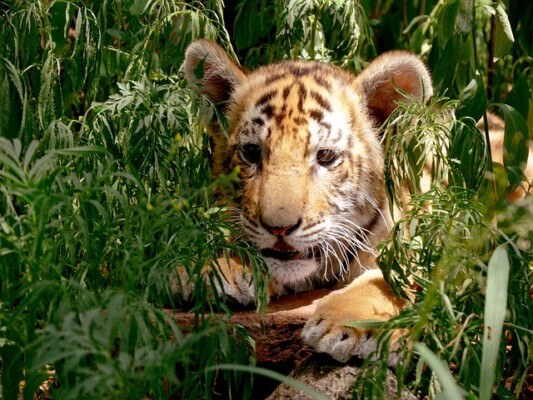 Warum Menschen gern Geld für Tigerbabys ausgeben