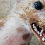 Bild_magazin marder versicherung