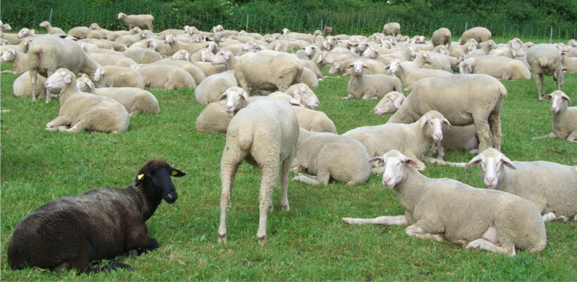 Versicherer warnen vor schwarzen Schafen beim Ankauf von Lebensversicherungen